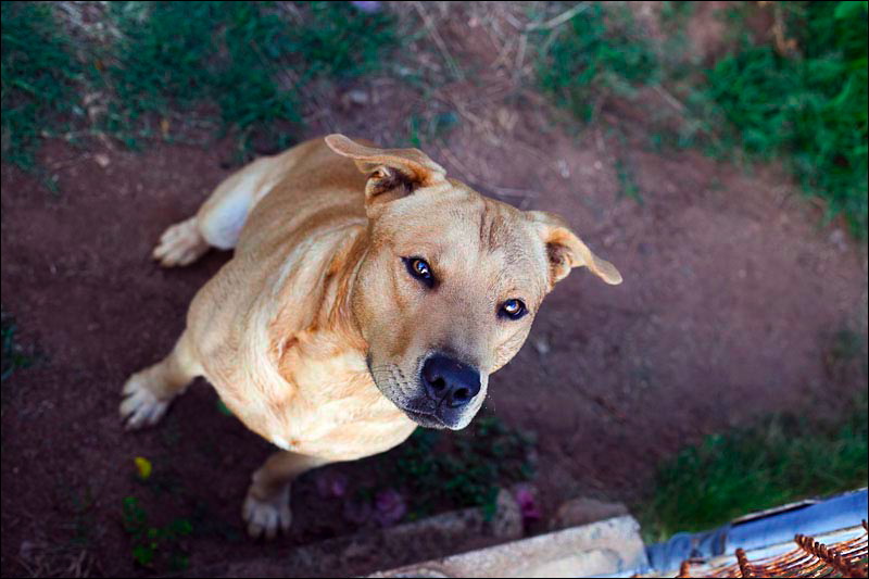 dogs-06.jpg