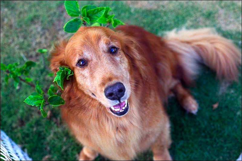 dogs-07.jpg