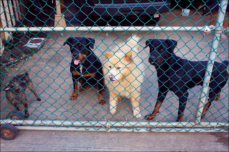 dogs-09.jpg