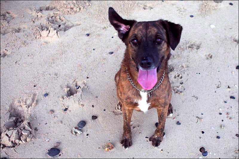 dogs-10.jpg