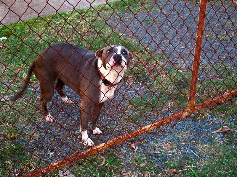 dogs-12.jpg
