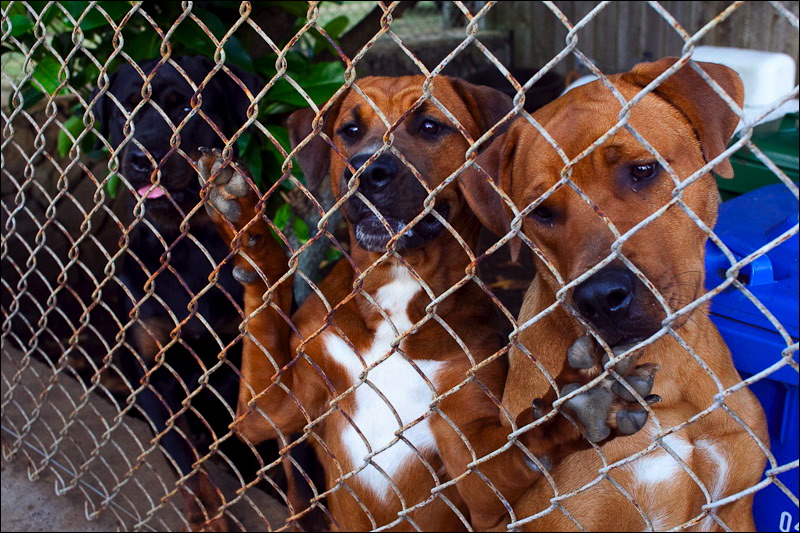 dogs_08.jpg