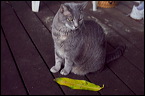 cats-01