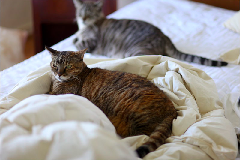 cats-06.jpg