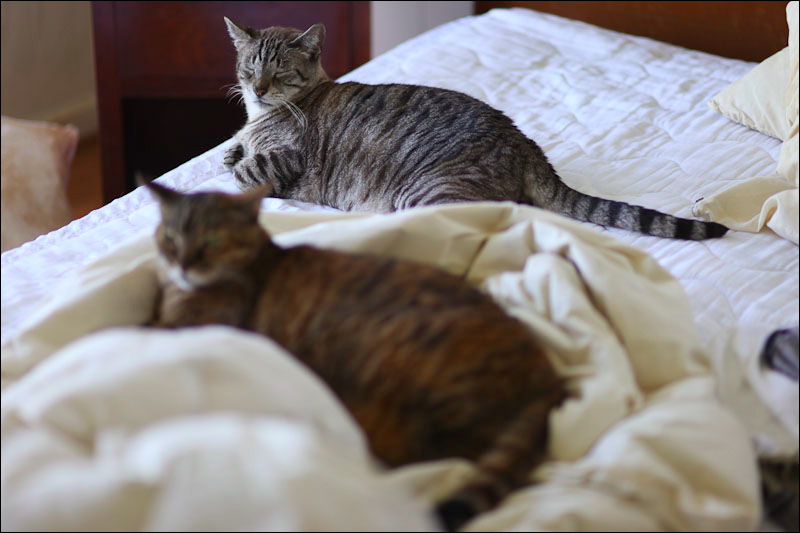 cats-07.jpg