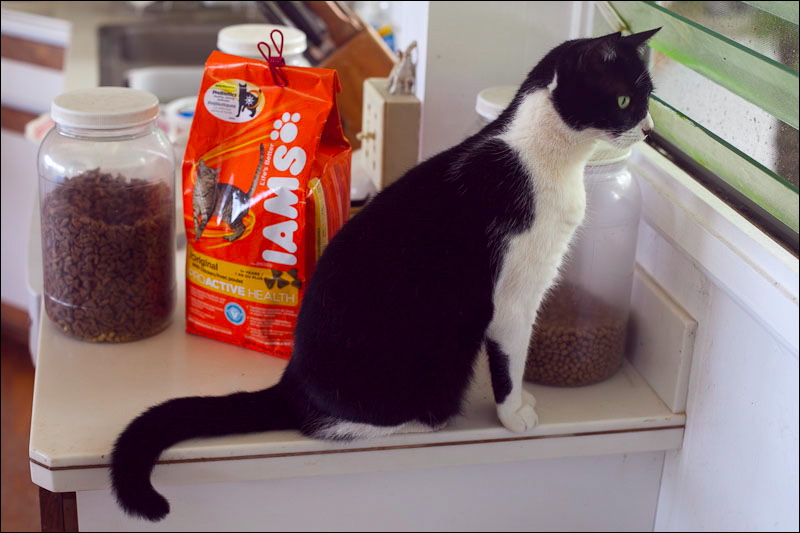 cats-10.jpg
