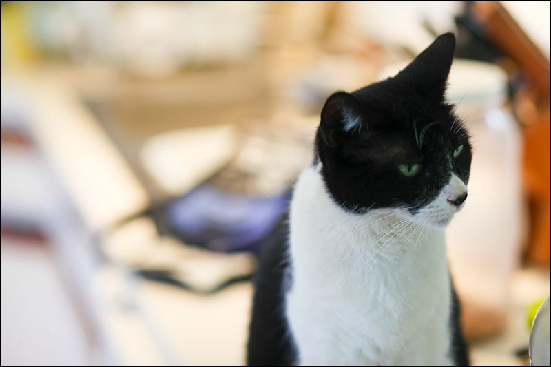 cats-11.jpg