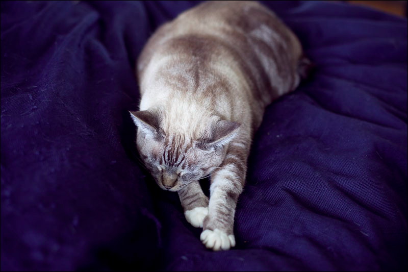 cats-12.jpg