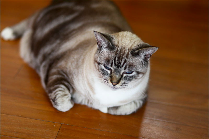 cats-13.jpg