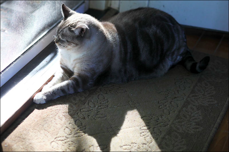 cats-14.jpg