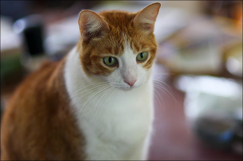 cats-15.jpg