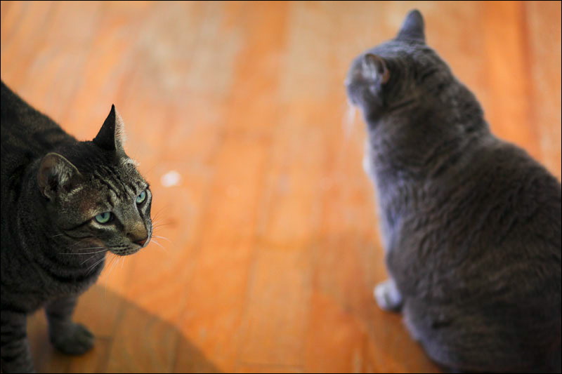 cats-17.jpg
