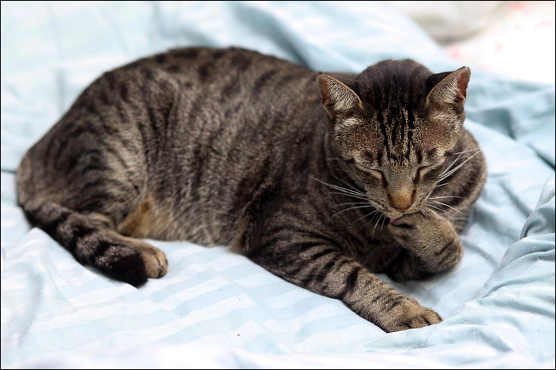 cats-18.jpg
