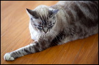 cats-1