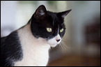 cats-2