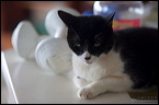 cats-3