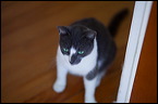 cats-4