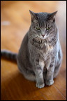 cats-5