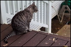 cats-6