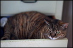 cats-7