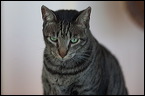 cats-8