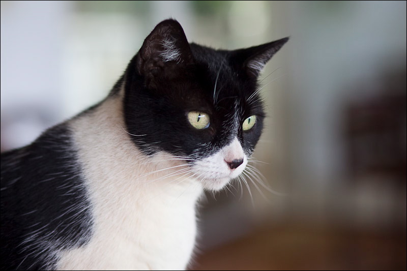 cats-2.jpg
