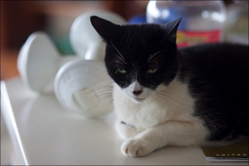 cats-3.jpg