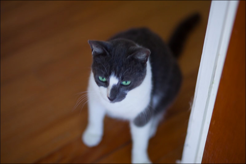 cats-4.jpg