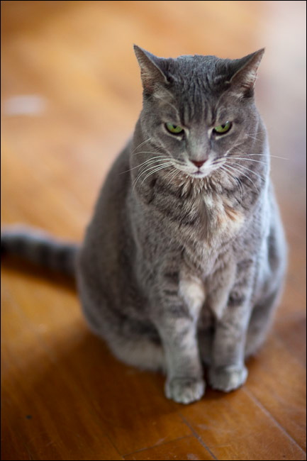 cats-5.jpg