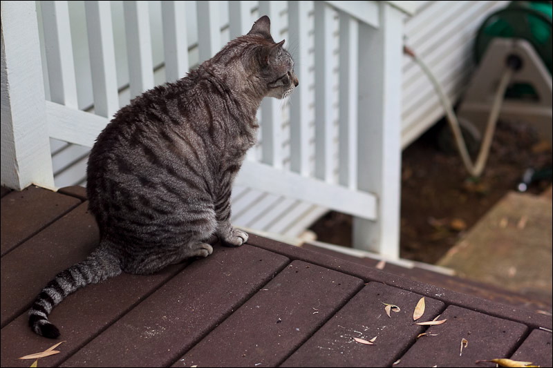 cats-6.jpg