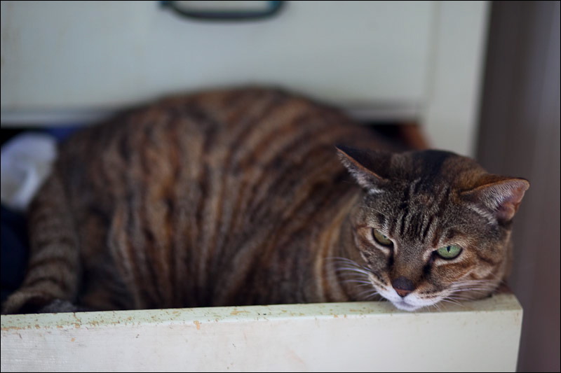 cats-7.jpg