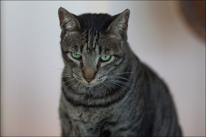 cats-8.jpg