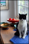 cats0507-10