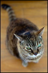 cats0507-16