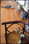 cats0507-17