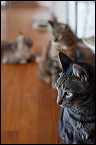cats0507-18