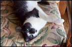 cats0507-6