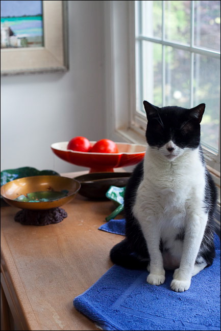 cats0507-10.jpg