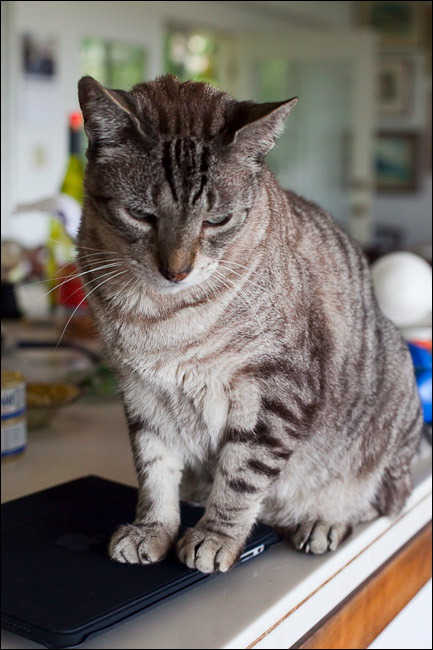 cats0507-11.jpg