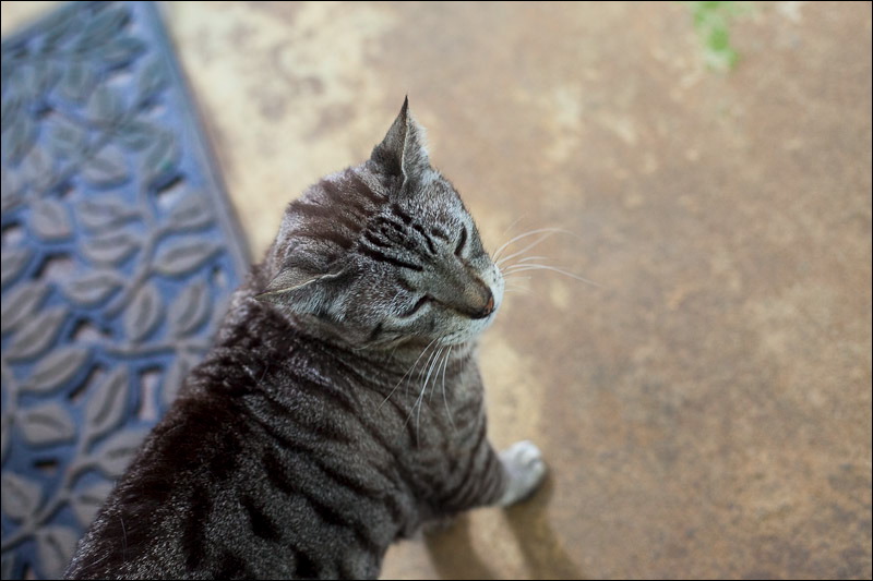 cats0507-12.jpg
