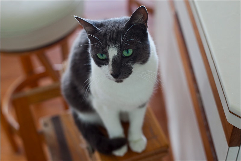cats0507-15.jpg