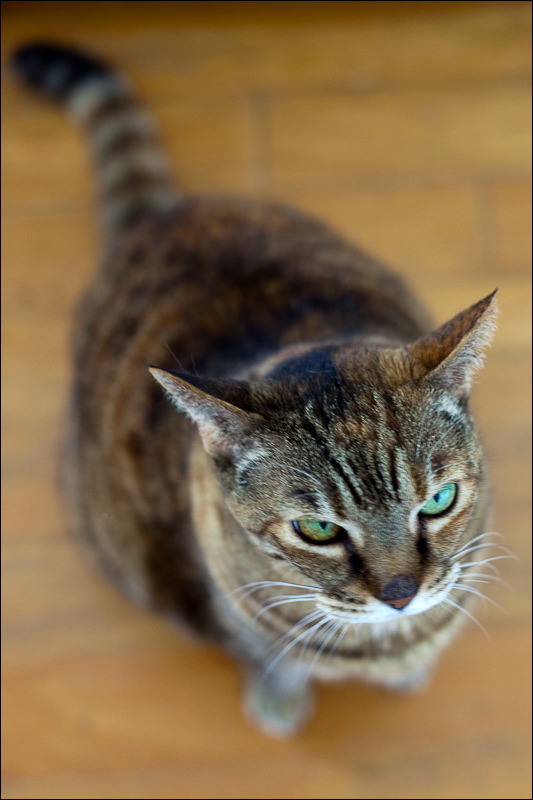 cats0507-16.jpg