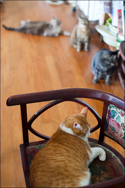 cats0507-17.jpg