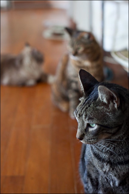 cats0507-18.jpg