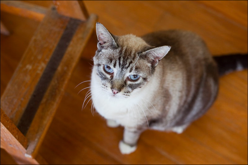 cats0507-2.jpg