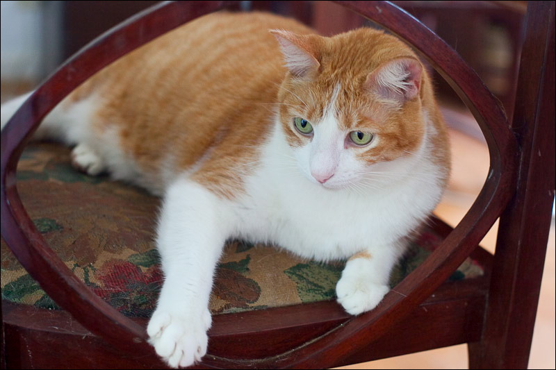 cats0507-20.jpg