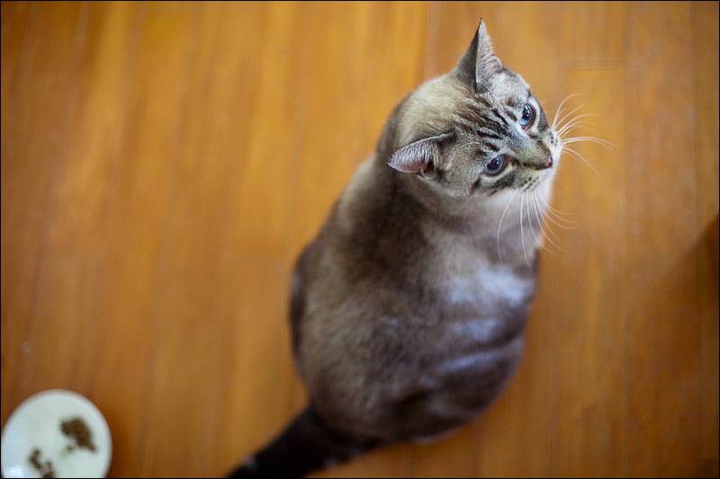 cats0507-3.jpg