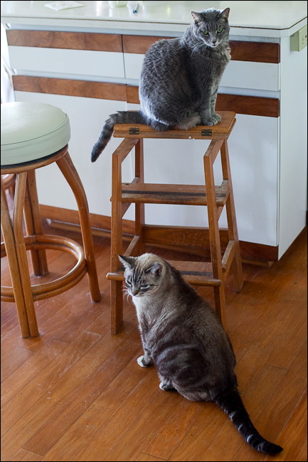 cats0507-4.jpg