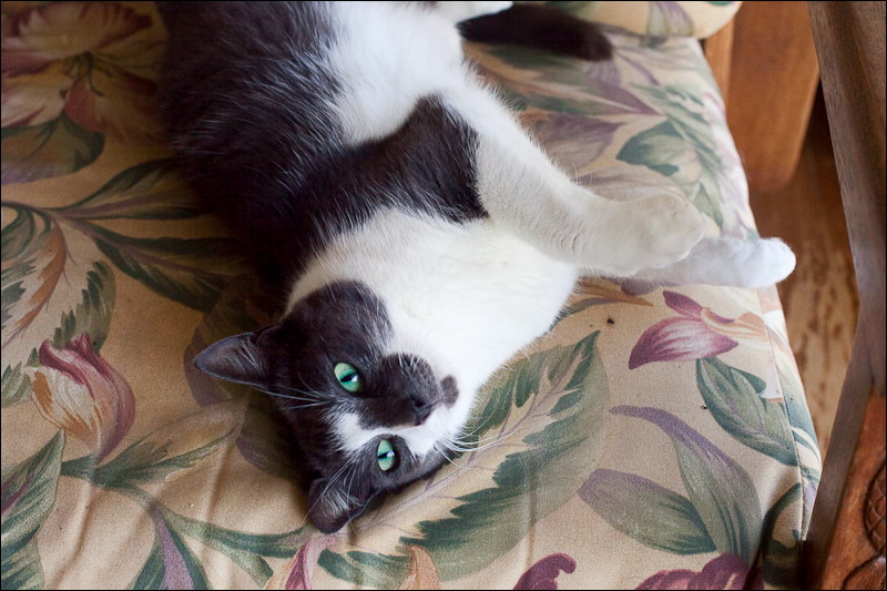 cats0507-6.jpg