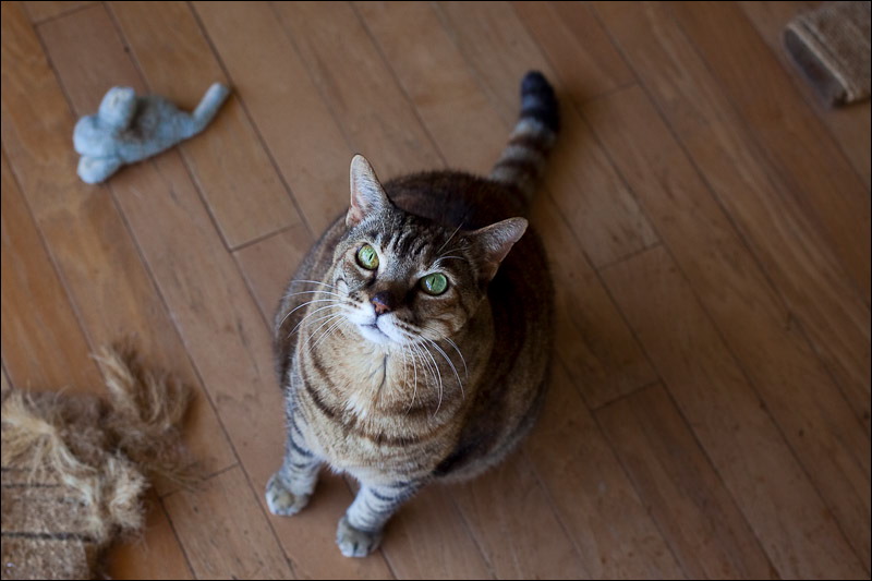cats0507-8.jpg